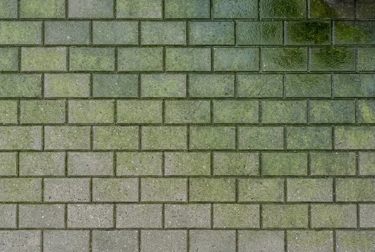 Betonsten i løberforbandt med grøn algebelægning, som algebehandling fjerner